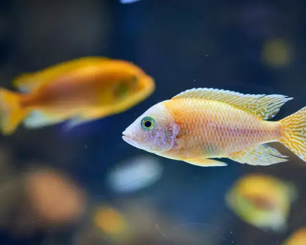 Bunte Fische im Aquarium, ein Beispiel für adaptive Radiation, schwimmen im dunklen Wasser.
