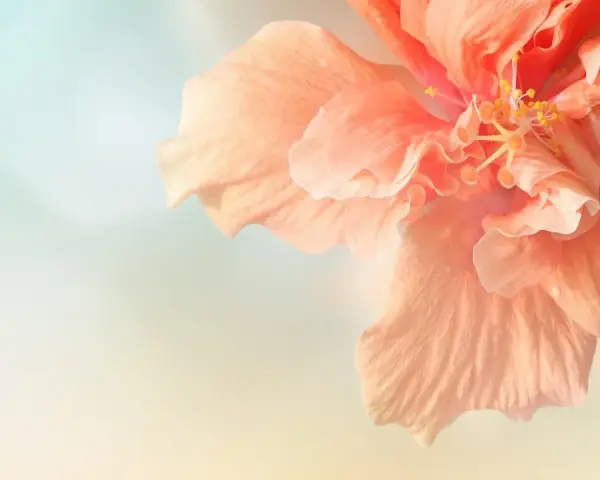 Delikatny, brzoskwiniowy hibiskus. Pielęgnacja tej rośliny jest prosta, a efekt zachwyca.