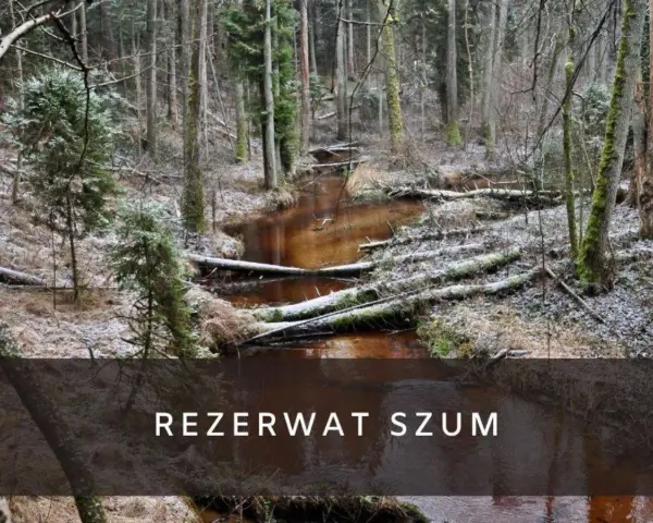 Zimowy krajobraz w rezerwat szum. Brązowa rzeka płynie przez las pełen powalonych drzew i iglaków, pokrytych pierwszym śniegiem.