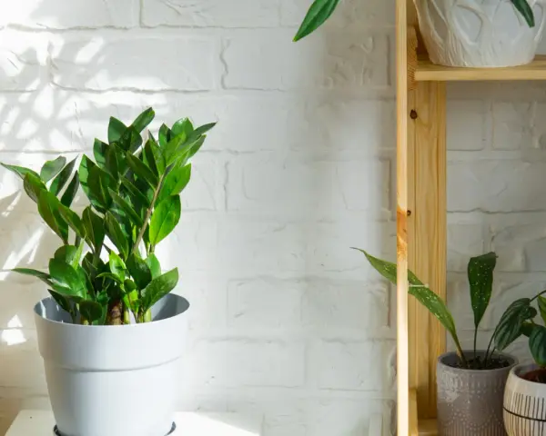 Zamioculcas verde brillante in vaso bianco, su sfondo di mattoni bianchi illuminati dal sole. Questa pianta può stare fuori, prosperando in luce indiretta.