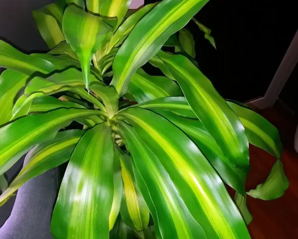 Dracena z zielono-żółtymi liśćmi. Dowiedz się, jak dbać o tę roślinę, by pięknie rosła.