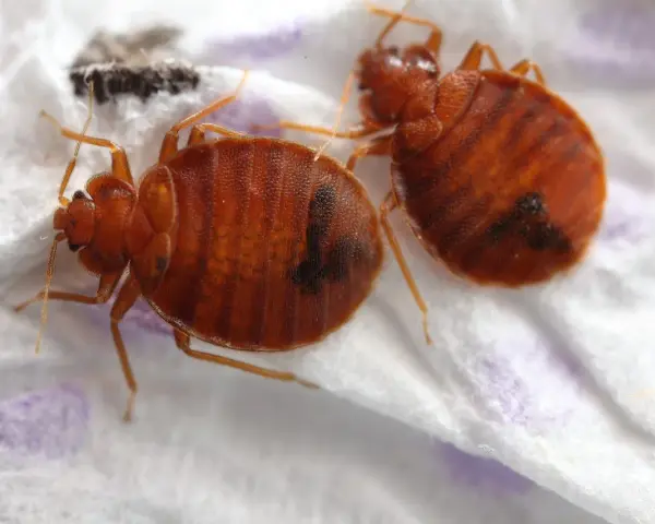 Dos chinches de cama marrones y ovaladas, con rayas oscuras, sobre una superficie blanca. Aprende cómo eliminar chinches.