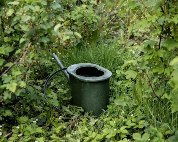 En grön vattenkanna står i frodig grönska. Frågan är hur ofta vattna med guldvatten för att få så här fina växter.