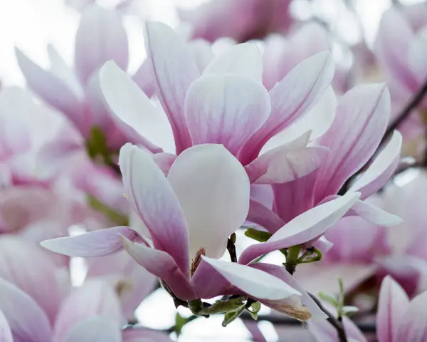 Delikatne, różowo-białe kwiaty magnolii, ukazujące piękno różnych odmian.