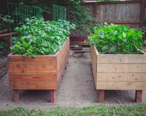 Two raised garden beds, one with lush green potato plants reaching for the sky, the other with strawberries and herbs.