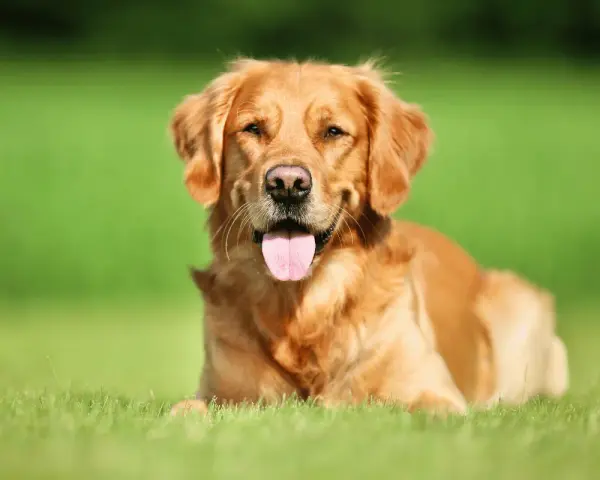Jaką karmę dla golden retrievera wybrać, aby uniknąć problemów zdrowotnych?