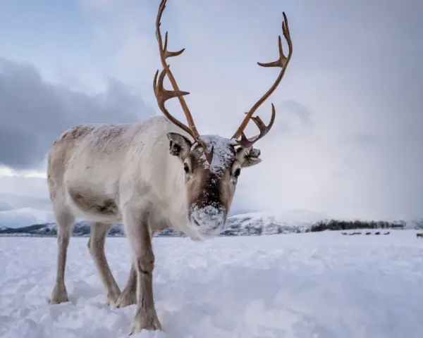 Un reno cubierto de nieve mira a la cámara en un paisaje nevado. Otros animales de la nieve pastan en la distancia.