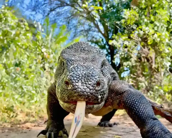 Potężna jaszczurka z komodo wychodzi z gęstwiny, wysuwając swój charakterystyczny, rozwidlony język.