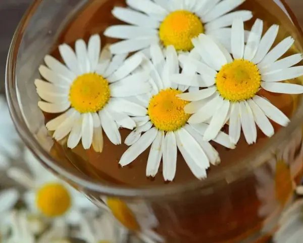 Ein Glas mit kamillentee stillzeit, darin schwimmen frische Gänseblümchen.