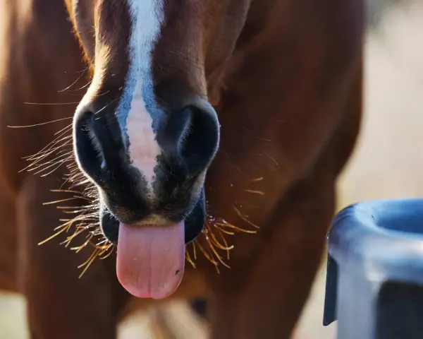Gros plan sur le museau d'un cheval brun avec sa langue sortie, près d'un abreuvoir. Il boit peut-être pour reconstituer son electrolyte cheval.