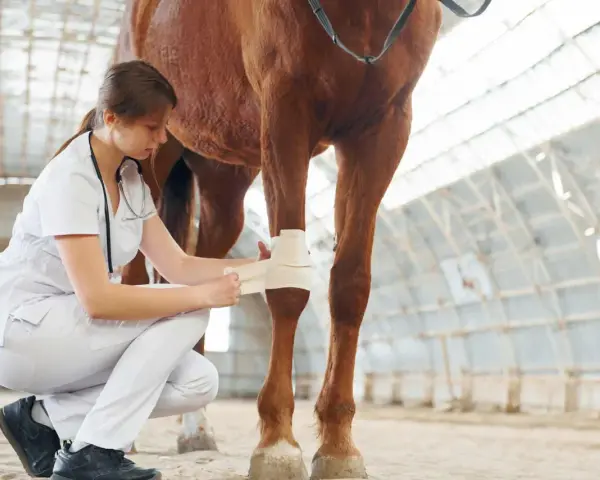 Vétérinaire bandant la jambe d'un cheval après un accident.