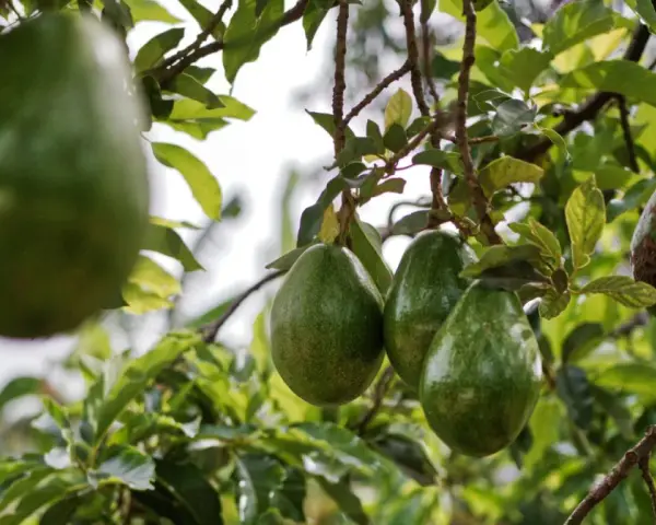 Gros fruits d'avocatier mûrissant sur une branche, certains avec des marques sur la peau.