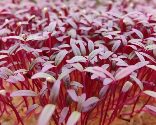 En tät matta av unga amarant blommor med röda stjälkar och lila blad som spirar fram.