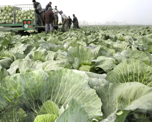Feld voller Kohlköpfe, Erntehelfer laden Kohl auf einen Anhänger. Ein typisches Bild der Kohltage Dithmarschen.
