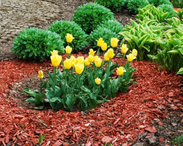 Bright yellow tulips bloom in a garden bed covered with vibrant red mulch, showcasing the best mulch for flower beds.