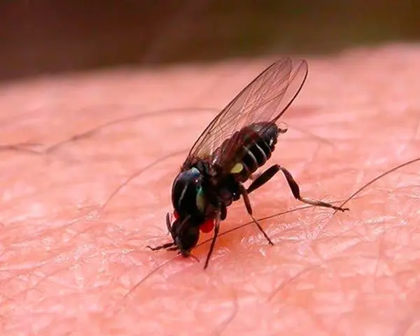 Mosca negra plaga, un insecto diminuto con alas transparentes y ojos rojos, se posa sobre la piel humana, buscando alimentarse.