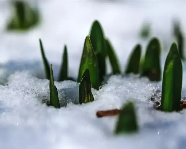 Zielone pędy przebijają się przez śnieg, zapowiadając wiosnę po zimowaniu. Lewizja zimowanie.
