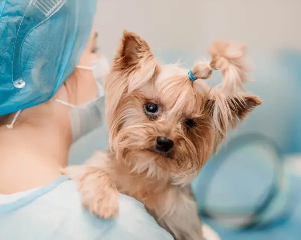Mały yorkshire terrier z problemami neurologicznymi u weterynarza. Piesek ma zawiązane na gumkę włoski na głowie.