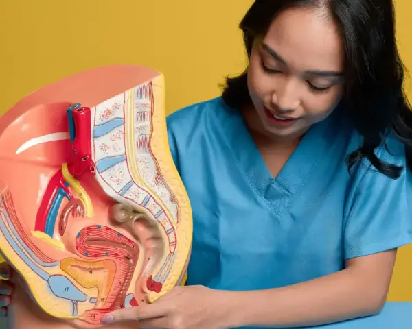 Model anatomiczny narządów rodnych kobiety, z zaznaczonym obszarem, który może być związany z bólem wargi sromowej.