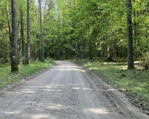 Droga przez las w Wigierskim Parku Narodowym. Słońce przebija się przez liście, oświetlając ścieżkę.