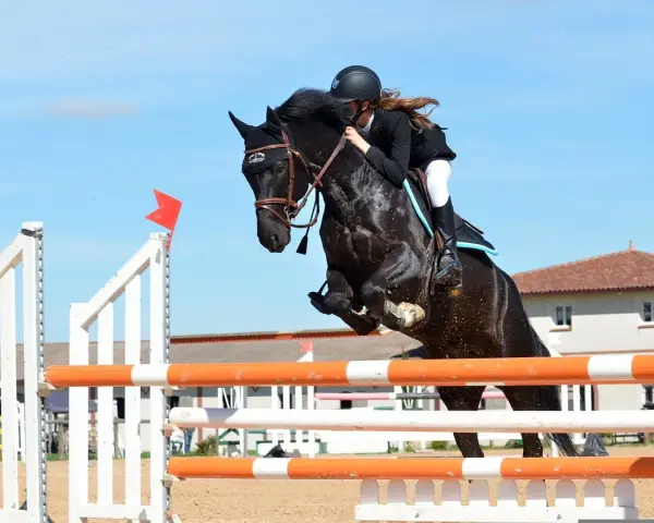 Une cavalière et son cheval noir effectuent un saut d'obstacle impressionnant.