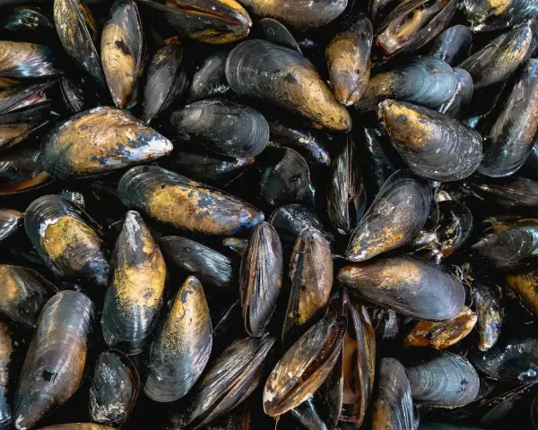 Montón de mejillones al vapor, listos para ser disfrutados. Sus conchas oscuras y doradas brillan, prometiendo un sabor marino delicioso.
