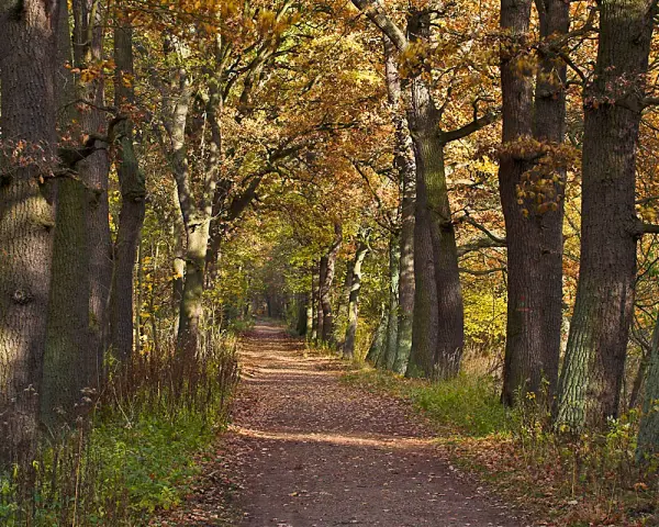 Waldweg im Herbst mit bunten Blättern und hohen Bäumen.