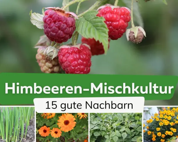 Himbeeren-Mischkultur: Was passt zu Himbeeren? Grüne Zwiebeln, Ringelblumen, Bohnen und gelbe Blumen sind gute Nachbarn.