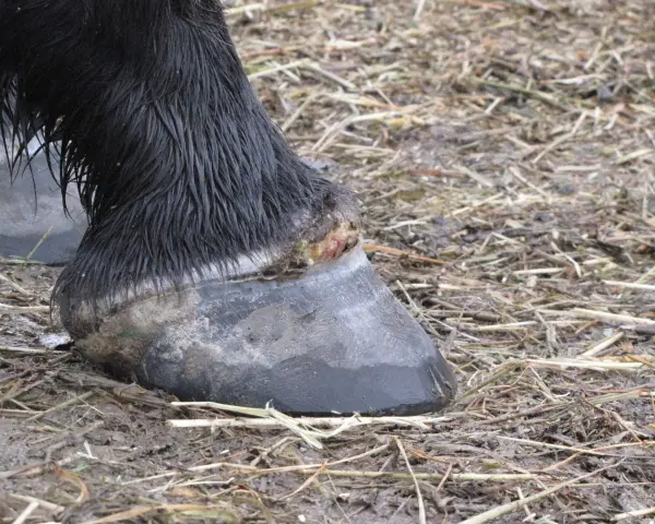Gros plan sur le pied d'un cheval noir, montrant une blessure suintante près du sabot, suggérant un abcès au pied du cheval.