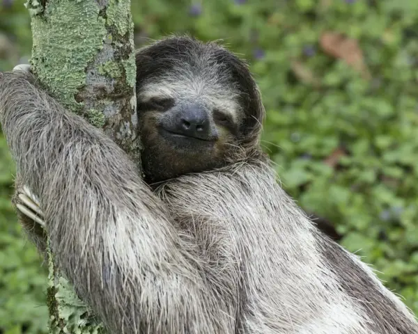 A sloth hugs a mossy tree, its eyes closed in contentment. Is being lazy a sin when it looks this peaceful?
