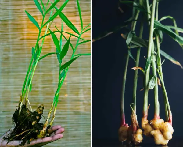 Pianta di zenzero fiore: germogli verdi e rizomi dorati, uno tenuto in mano, l'altro in un vaso scuro.