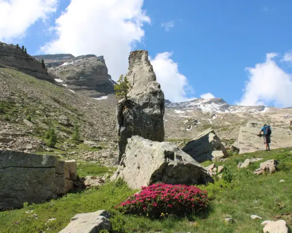 Un randonneur admire un piton rocheux singulier, vestige des eaux tortes, au milieu d'un paysage alpin de rochers et de fleurs roses.