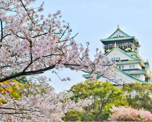 Kwiaty wiśni kwitną przed zamkiem Osaka. Idealny widok, kiedy do Japonii na wiosnę.