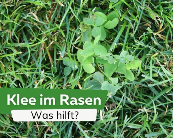 Grüner Klee wächst im Rasen. Ein Schild fragt: "Klee im Rasen - Was hilft?".