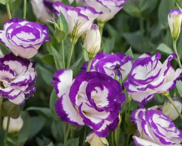 Urocza eustoma w doniczce, z fioletowo-białymi płatkami, tworzy bujną kompozycję.