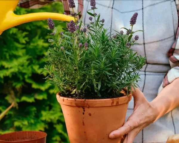 En person vattnar en frodig lavendel i kruka utomhus. Doften av lavendel sprider sig i trädgården.
