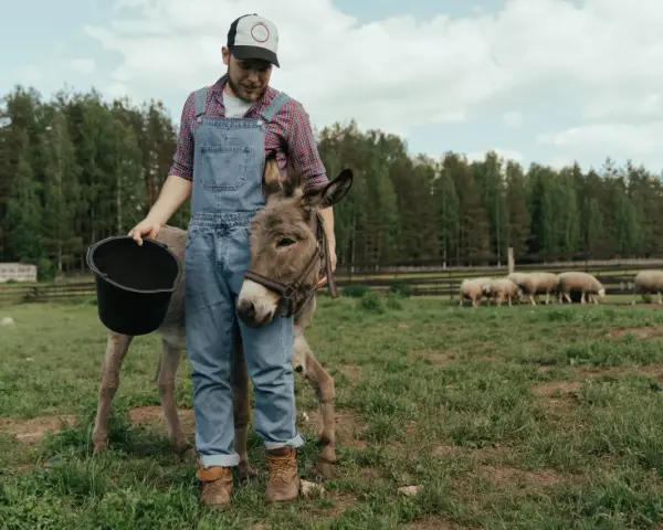 Zootechnik w ogrodniczkach karmi osiołka z wiadra. W tle pasą się owce.