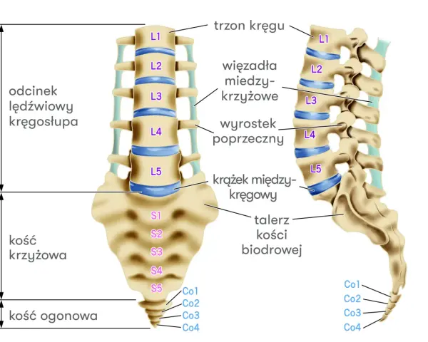 Anatomia kręgosłupa: odcinek lędźwiowy (L1-L5), kość krzyżowa (S1-S5) i ogonowa (Co1-Co4). Widoczne krążki międzykręgowe.