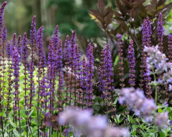 En humla besöker en vacker salvia blomma i en lummig trädgård.