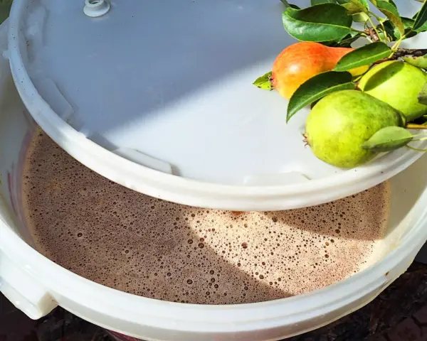 Początek fermentacji wina z gruszek. Na rancie wiadra świeże gruszki, w środku bulgocząca moszcz.