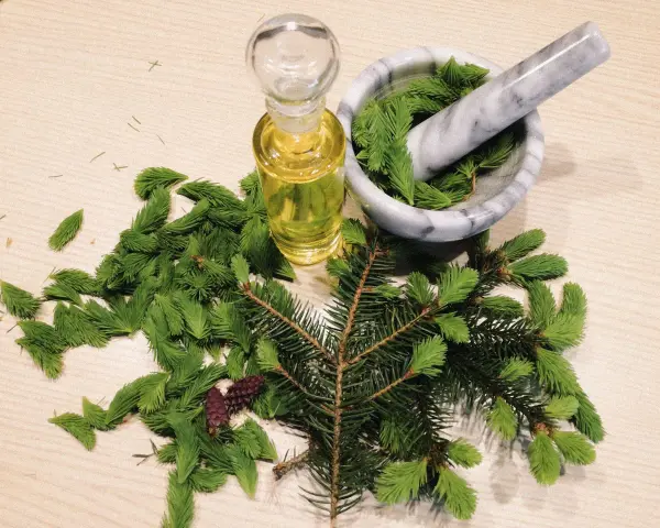 Frische Maiwipferl liegen neben einem Mörser mit Nadeln und einer Flasche Öl. Perfekt für Maiwipferl Rezepte.