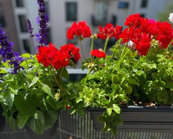 Färgglada blommor i en balkonglåda. Lär dig att odla blommor och njut av röda pelargoner och lila salvia.