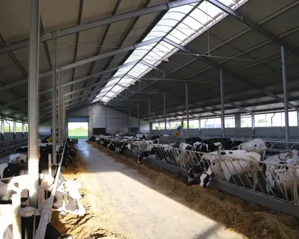 Ile kosztuje budowa obory na 30 sztuk bydła? Poznaj ukryte wydatki