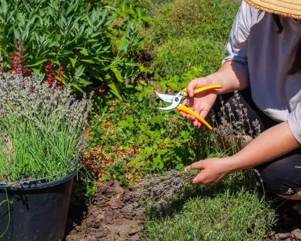 Frau mit Strohhut erntet Lavendel mit einer Gartenschere. Ein Eimer voller Lavendel steht daneben.