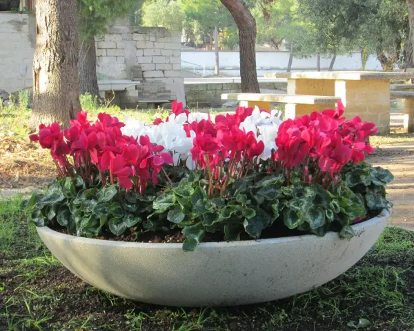 Grandi vasi in cemento fai da te con ciclamini rosa e bianchi, un tocco di colore in un'area picnic.