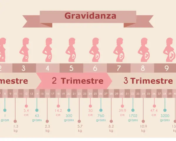 Illustrazione della gravidanza, con silhouette di donne incinte e indicazioni di settimane e mesi. 13 settimane quanti mesi sono? Circa 3 mesi.