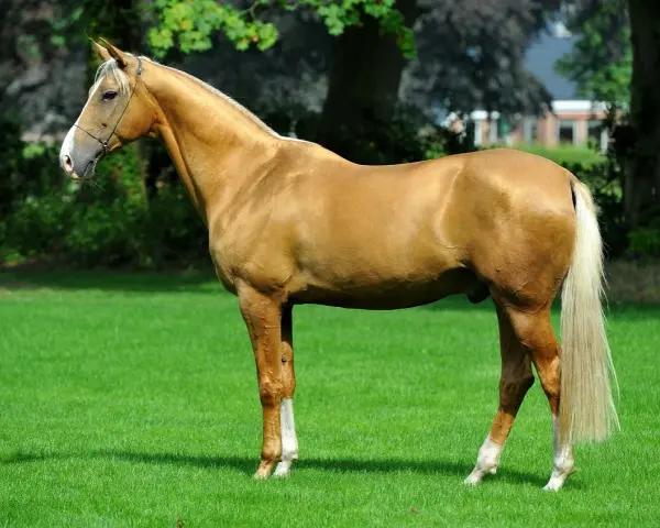 Magnifique cheval doré, digne d'un prix cheval, se tient sur une pelouse verte. Sa crinière et sa queue claires contrastent avec sa robe.