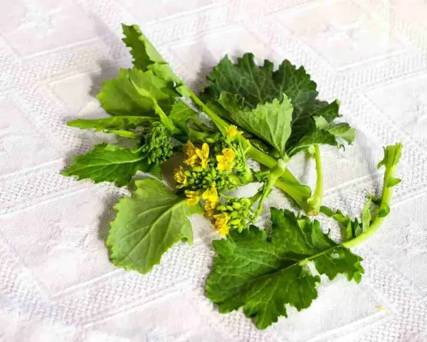 Un mazzo di friarielli freschi, con foglie verdi e piccoli fiori gialli, pronto per essere cucinato. Il periodo friarielli è un momento di gusto.