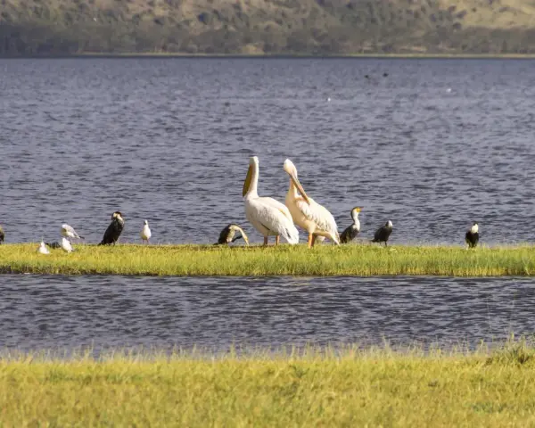Pelícanos y otras aves en una isla de hierba, un ejemplo de que son los humedales, ecosistemas vitales para la vida silvestre.