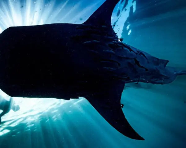 Un buceador nada junto a un majestuoso tiburón ballena, iluminado por los rayos del sol que penetran el océano.
